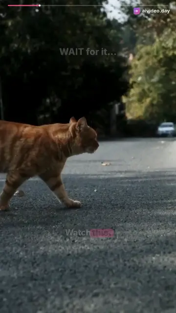 Cat Zoomies Explained: Why Cats Run at 3 AM
