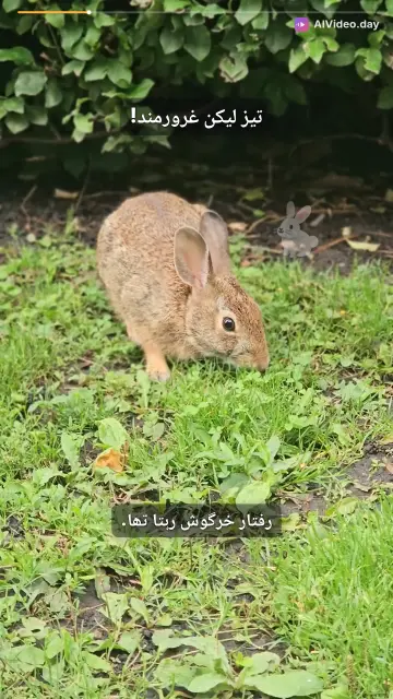 خرگوش اور کچھوا - مشہور کہانی