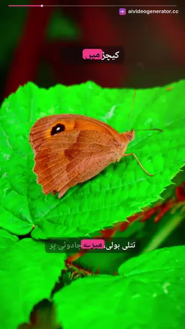 پپو اور جادوئی تتلی کی کہانی